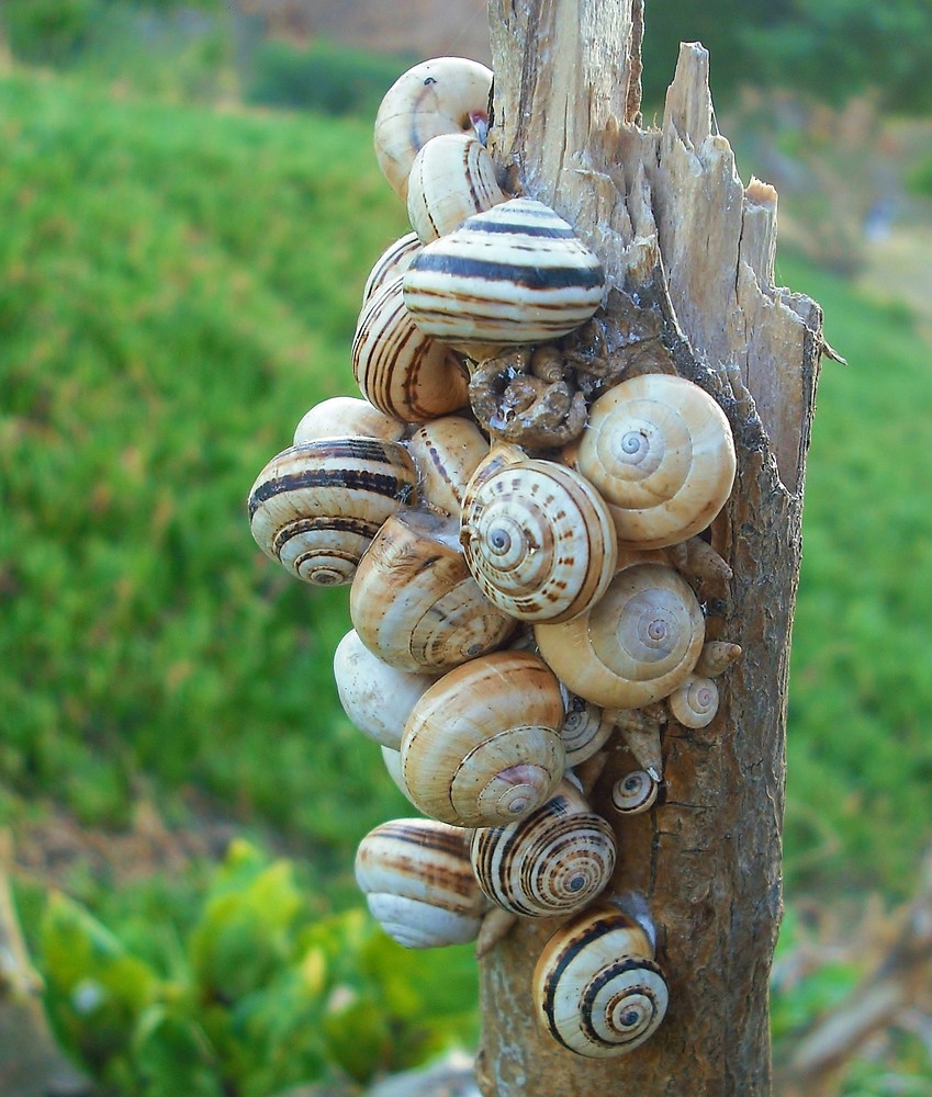 Snails in Kenitra