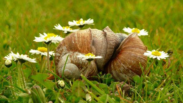 Snails in love... (1)