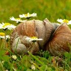 Snails in love... (1)