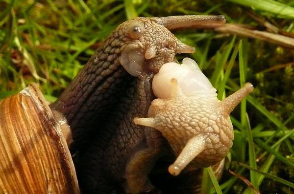 Snails in love... (3)