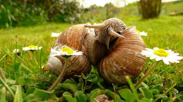 Snails in love...