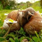 Snails in love...