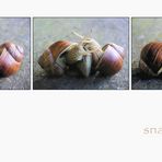 .snails in love.