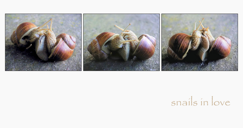 .snails in love.