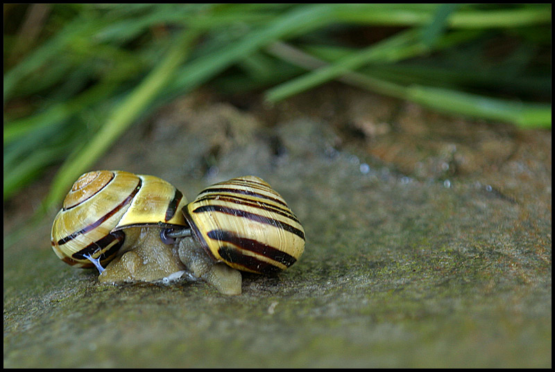 snail´s in love