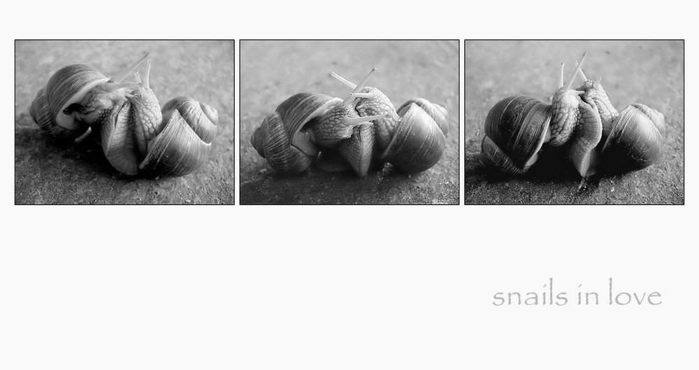 .snails in love (sw).