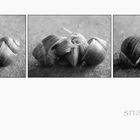 .snails in love (sw).