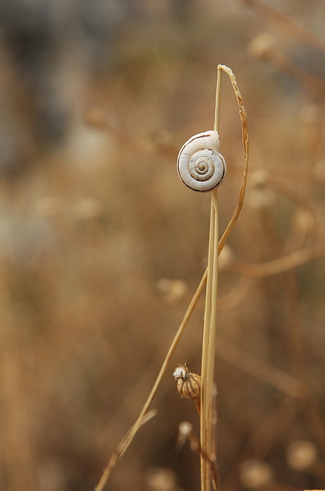 Snail`s life