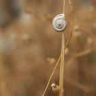 Snail`s life