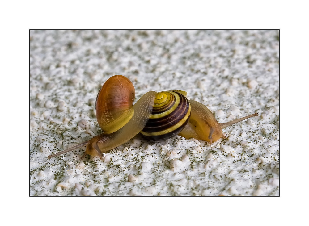snails love