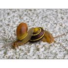 snails love
