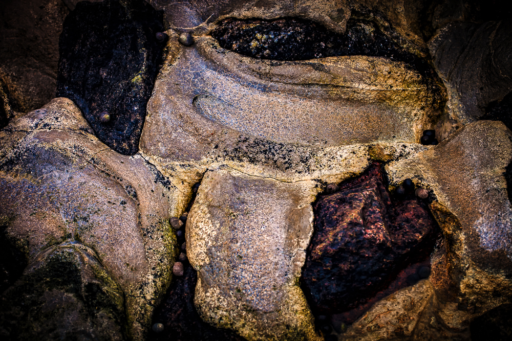 Snails On Floating Stones