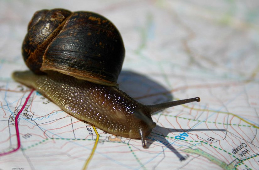 Snails pace