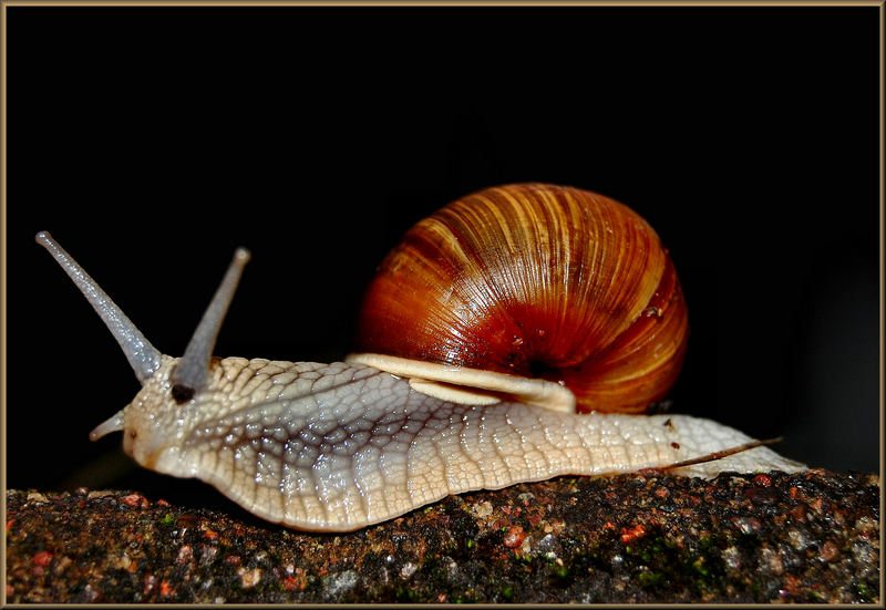 snail's pace