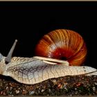 snail's pace