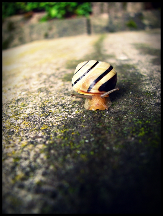 Snail/walk