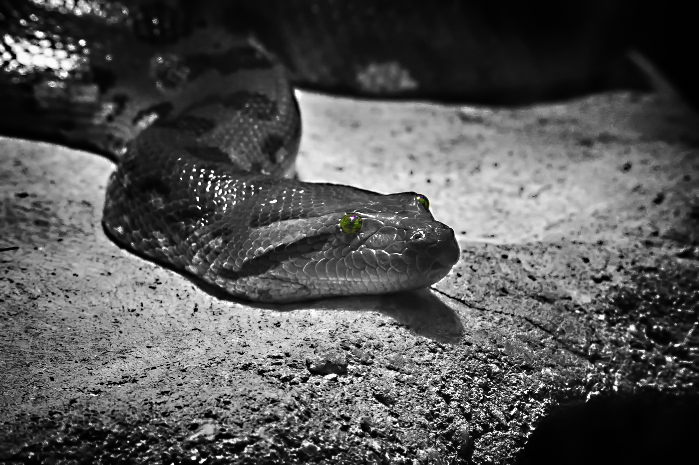 [ Snake ]