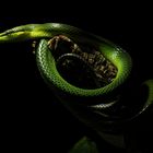 Snake #1
