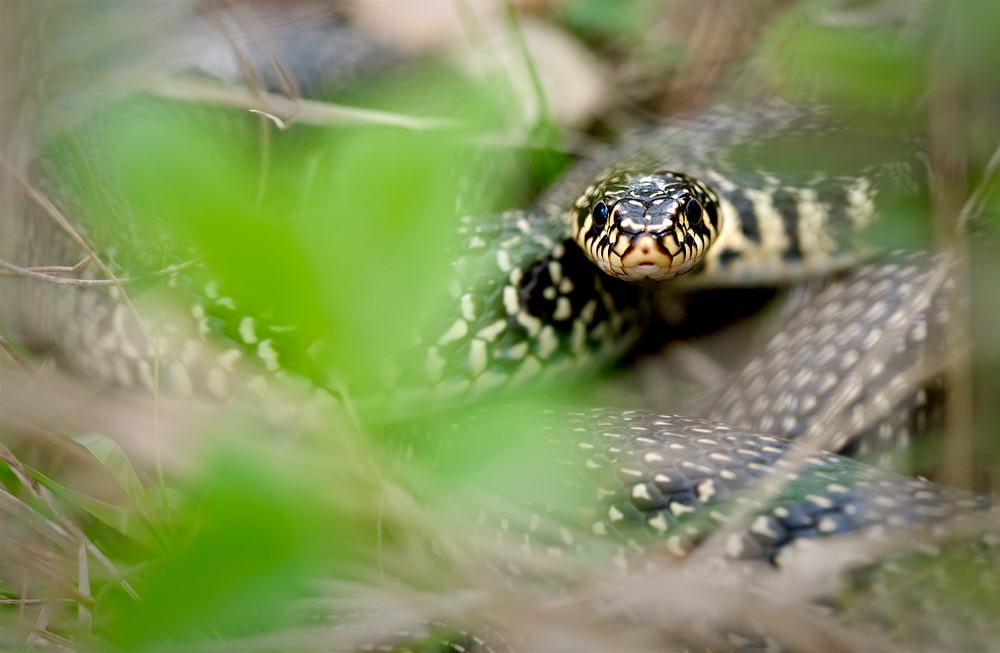 Snake and butterfly