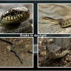 Snake (bei Tageslicht)