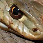 Snake close up