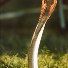 Snake Cobra