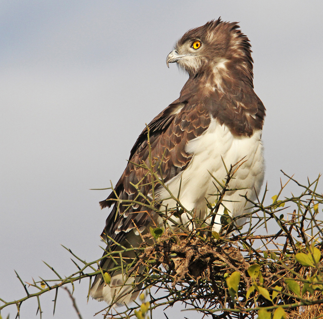 Snake Eagle