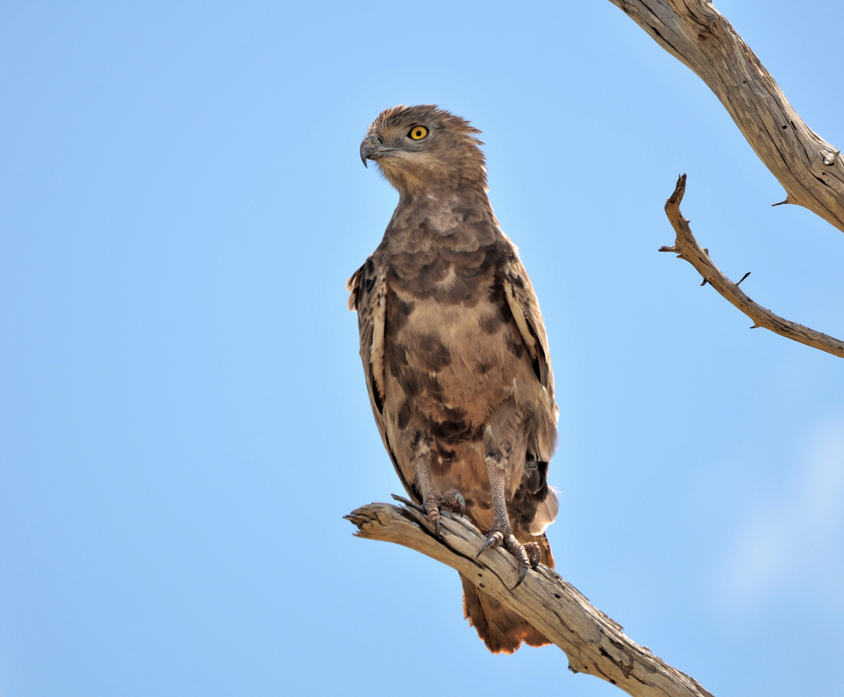 Snake Eagle