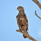 Snake Eagle