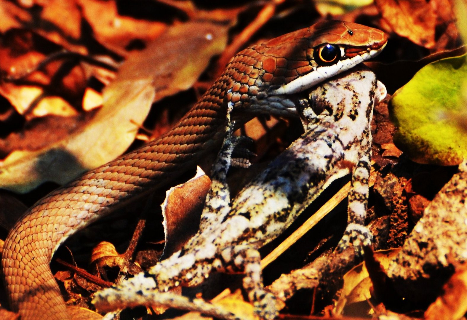 Snake eating lizard Kafue Nationalpark