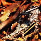 Snake eating lizard Kafue Nationalpark