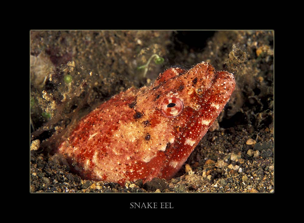 Snake Eel