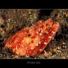 Snake Eel