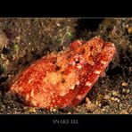 Snake Eel