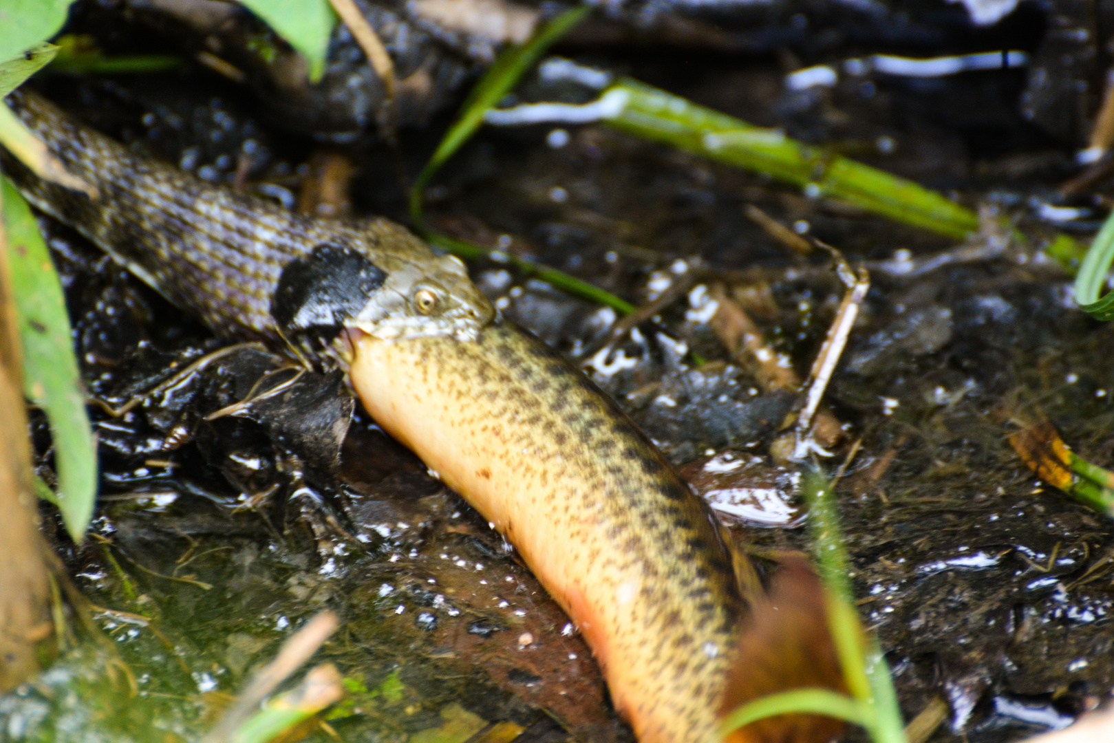 Snake having lunch