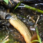 Snake having lunch