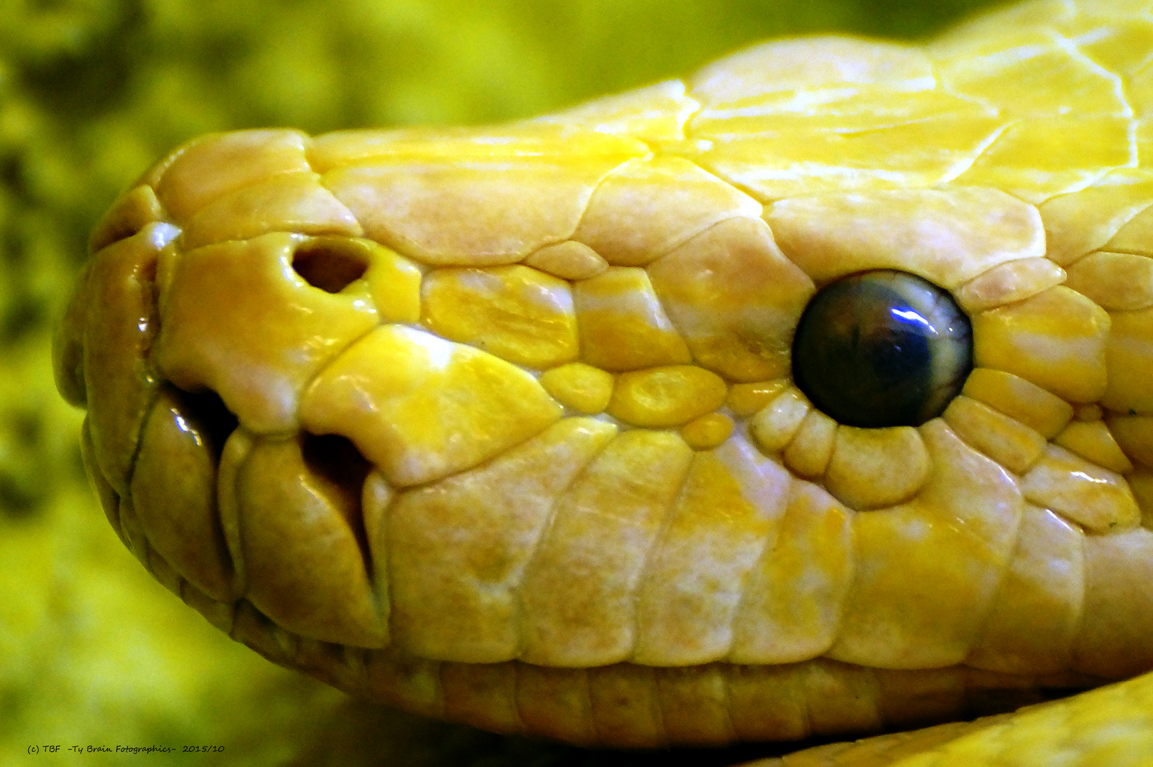 Snake Head