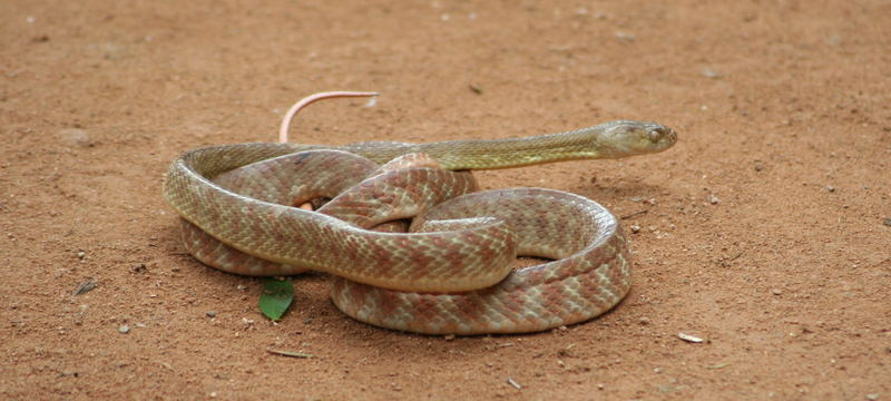 Snake im Billabong Sanctuary