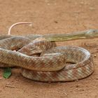 Snake im Billabong Sanctuary