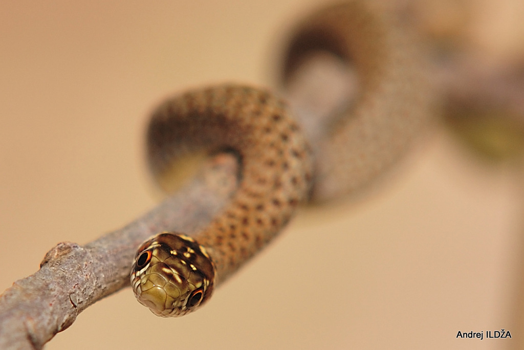 Snake in Croatia