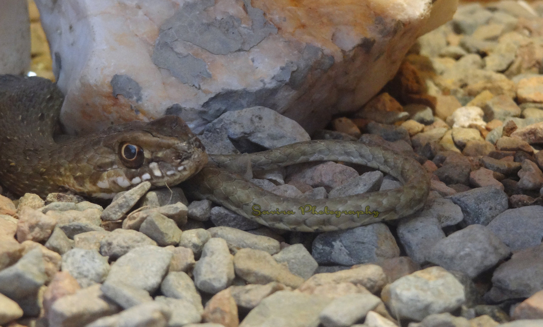 Snake in Egypt |  with Sony HX9V