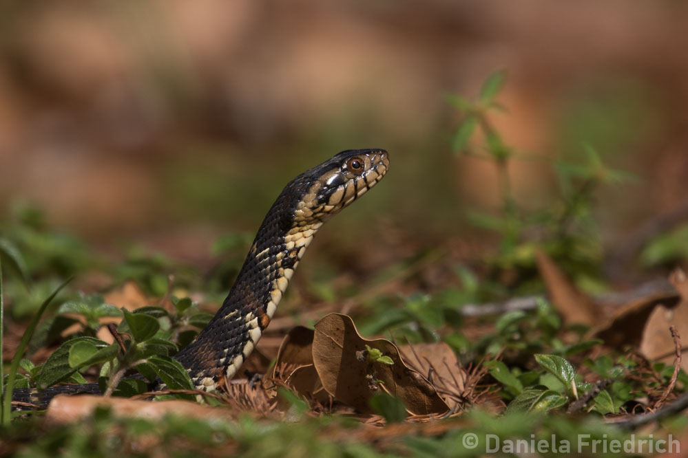 Snake in Florida