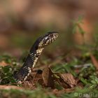 Snake in Florida