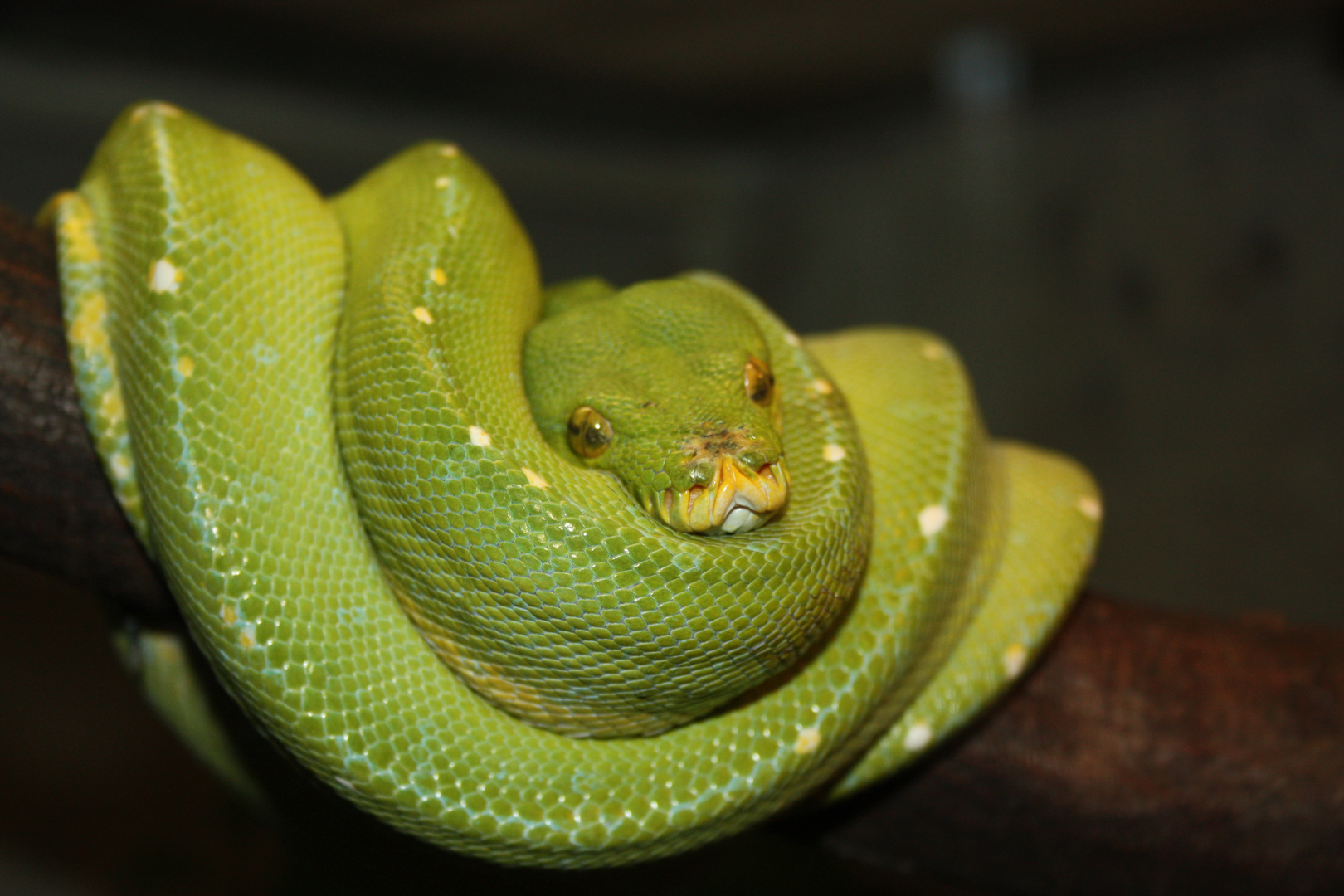 Snake in green