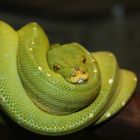 Snake in green