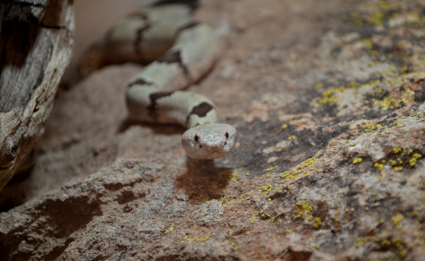 Snake in Mesa, Arizona