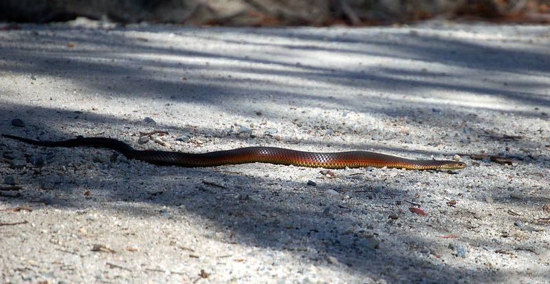 snake in Tasmania- but which one?