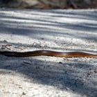 snake in Tasmania- but which one?