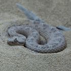 Snake in the sand (3)