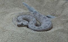 Snake in the sand (3)